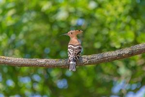 close up of hoopoe sitting on branch of tree photo