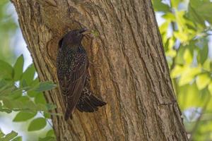 starling with caterpillar sitting at hollow on tree photo