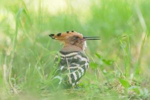 close up of hoopoe sleeping in green grass photo