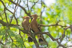 pair of hoopoe sitting on branch of tree photo