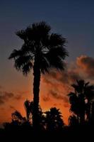 calma noche paisaje en el apuntalar con palma arboles de el Oceano en tenerife, España foto