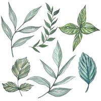 Collection of watercolor green leaves isolated vector