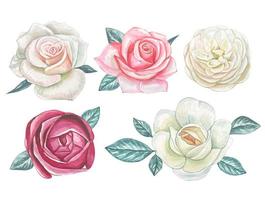 Hand draw watercolor set with rose buds vector