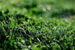 Spring young lawn grass, illuminated by sunlight. The energy of life, a healthy planet photo