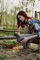 Woman smiles looking at the chicken she holds near the feeder in her hands on the farm, farm labor for raising healthy birds and feeding them organic food in nature photo