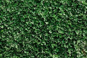 Young summer clover grass and microclover close-up, greening the environment, summer sunlight on the leaves photo