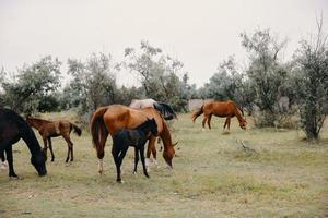 herd of horses graze on the farm photo