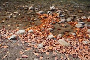 Autumn forest mountains fallen leaves river landscape photo