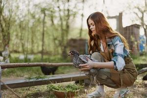 Woman looks at the chicken she holds in her hands on the farm, farm labor for raising healthy birds and feeding them organic food in nature photo