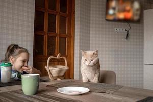 un descarado hermosa rojo gato con su familia se sienta a el mesa en el cocina durante almuerzo y come humano alimento, él quiere a robar el salchicha desde el lámina. foto