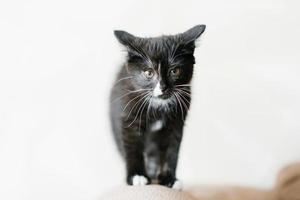 Cute Black with white spots little cat pushed his ears back and is preparing to attack photo