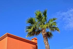 verde grande palma árbol creciente en el zona tropical foto