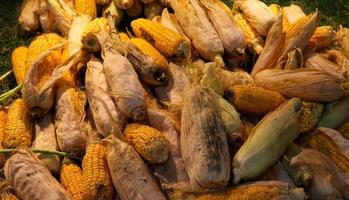 Pile of sweet corn in market top view of sweet corn photo