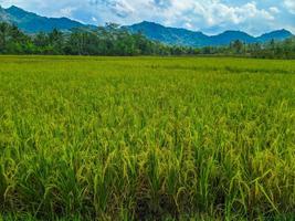 beautiful rice field landscape with blue sky and mountains. photo