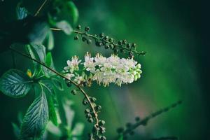 white flower on a green background in the natural environment photo