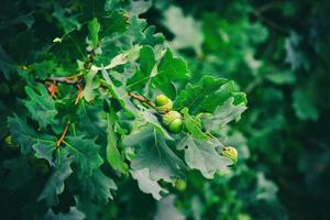 fruit of acorn oaks among green leaves in a natural habitat photo