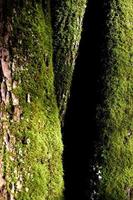 Mossy trees in the sun photo