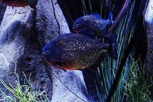 big piranha fish swimming in water in close-up photo