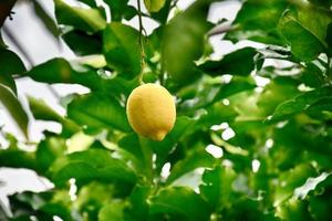 yellow lemon growing on a green tree in a natural habitat photo