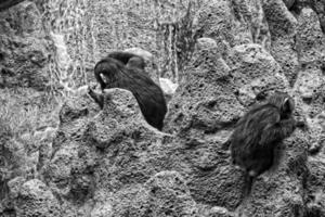 little chimpanzee monkeys sitting back to back on a rock at the zoo photo