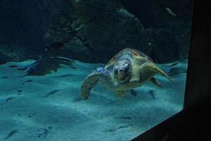 large sea turtle swimming in the sea water in the aquarium at the zoo in closeup photo