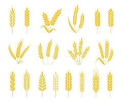 Wheat ears. Rice or barley crops, sheaf of wheat ear, grains and cereals. Organic grain ear, agriculture harvesting, bakery icon vector set