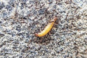 ants are carrying a dead caterpillar together on a concrete background photo