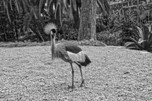 exotic big bird in natural habitat close-up photo