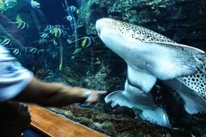 tiburones nadando en un grande acuario a el tenerife zoo en España foto