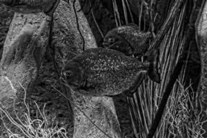 big piranha fish swimming in water in close-up photo