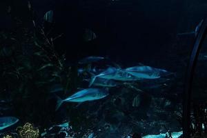 sharks swimming in a large aquarium at the Tenerife Zoo in Spain photo