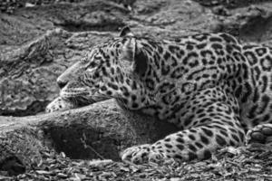 adult leopard lying in the zoo garden photo