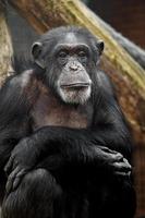 Chimpanzee in zoo photo