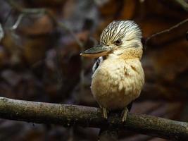 Blue-winged kookaburra in zoo photo