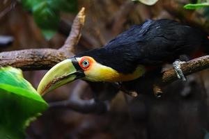 Green billed Toucan photo