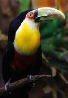 Green billed Toucan photo