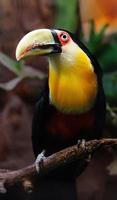 Green billed Toucan photo