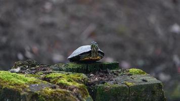 Red-eared slide in zoo photo