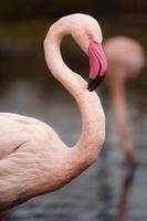 Greater flamingo in zoo photo