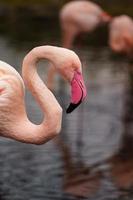 Greater flamingo in zoo photo