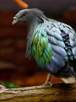 Nicobar pigeon in zoo photo