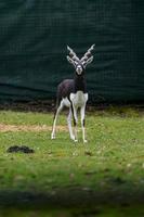 Arabian Oryx in zoo photo