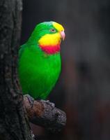 Superb parrot in zoo photo