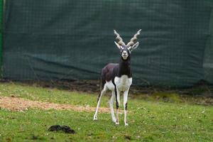 Arabian Oryx in zoo photo