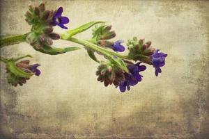 summer field flower in natural habitat on a smooth interesting background photo