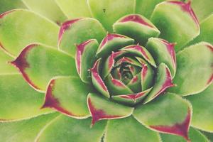 green cactus succulent creating an original background in close-up photo