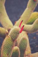 curious big green original cactus flower bloomingbloomingblooming growing in the garden close up photo