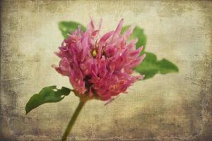 summer field flower in natural habitat on a smooth interesting background photo