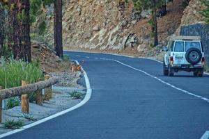 white off-road cars traveling on the roads around the Teide volcano on the Spanish Canary Island of Tenerife for a trip photo