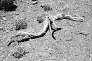 curioso marchito retorcido árbol rama en pedregoso antecedentes foto